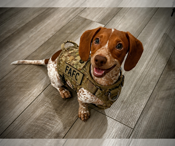 Medium Photo #3  Breeder Profile in ROCKWALL, TX, USA