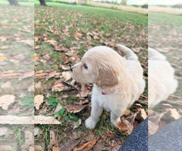Medium Photo #24  Breeder Profile in MIDDLETOWN, OH, USA