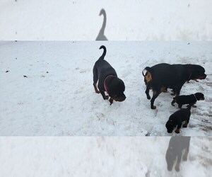 Rottweiler Dog Breeder near GENEVA, NY, USA