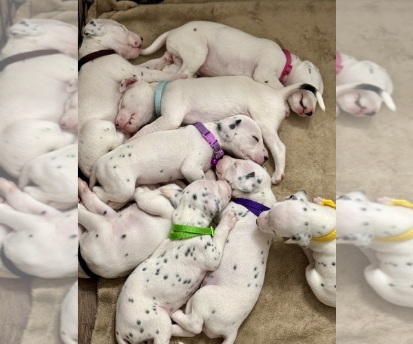 Medium Photo #1  Breeder Profile in NEW ORLEANS, LA, USA