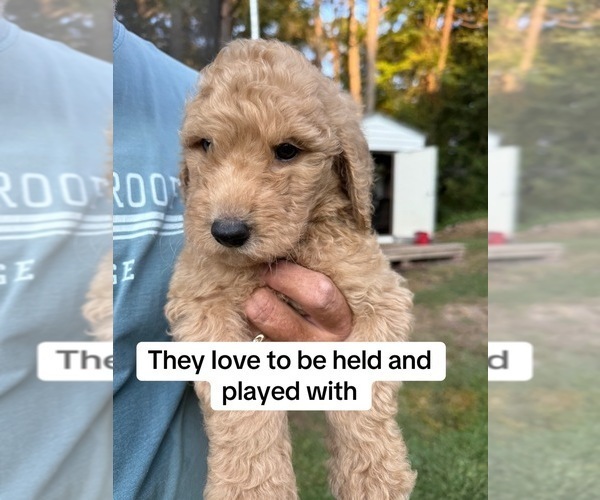 Medium Photo #3  Breeder Profile in DALTON, GA, USA