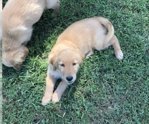 Medium Photo #3  Breeder Profile in CANEYVILLE, KY, USA