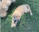Small #2 Breeder Profile image