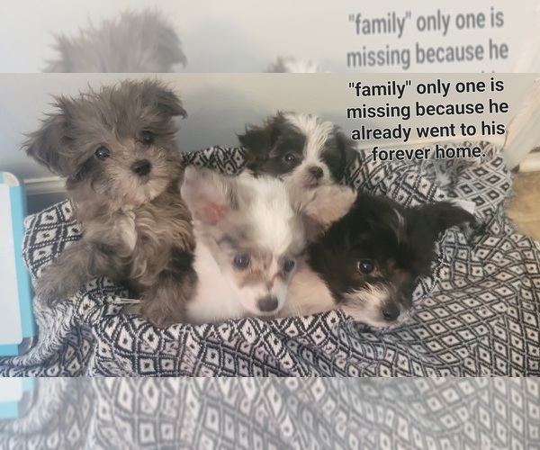 Medium Photo #1  Breeder Profile in SHELBYVILLE, TN, USA