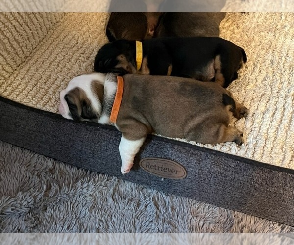Medium Photo #4  Breeder Profile in POQUOSON, VA, USA