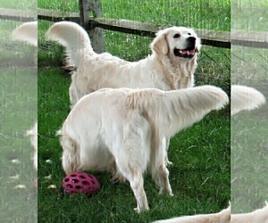 English Cream Golden Retriever Dog Breeder in NORTHWOOD,  USA