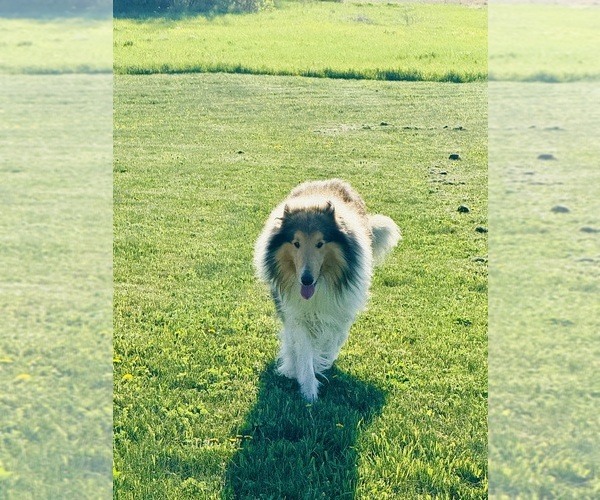 Medium Photo #4  Breeder Profile in DAZEY, ND, USA