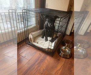 Rottweiler Dog Breeder near CHICKASHA, OK, USA