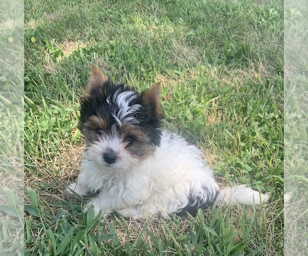 Medium Photo #2  Breeder Profile in MARYSVILLE, KS, USA