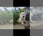 Small #6 Breeder Profile image