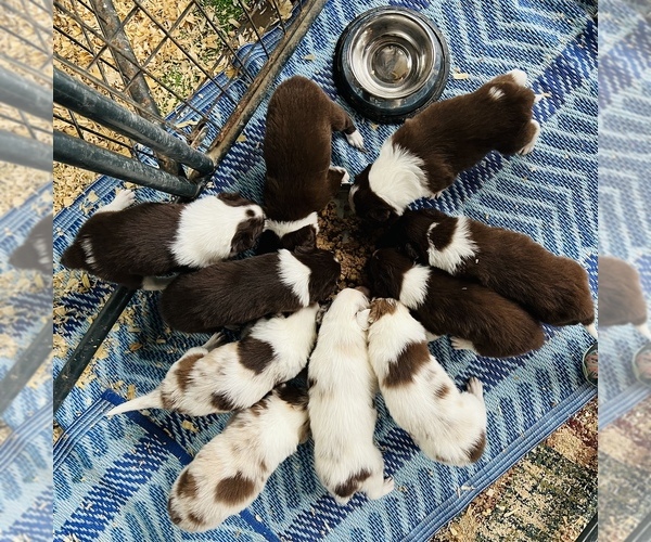 Medium Photo #1  Breeder Profile in COLLEGE STATION, TX, USA