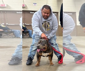 American Bully Dog Breeder near TOMS RIVER, NJ, USA