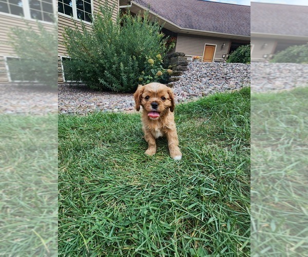 Medium Photo #4  Breeder Profile in NEILLSVILLE, WI, USA