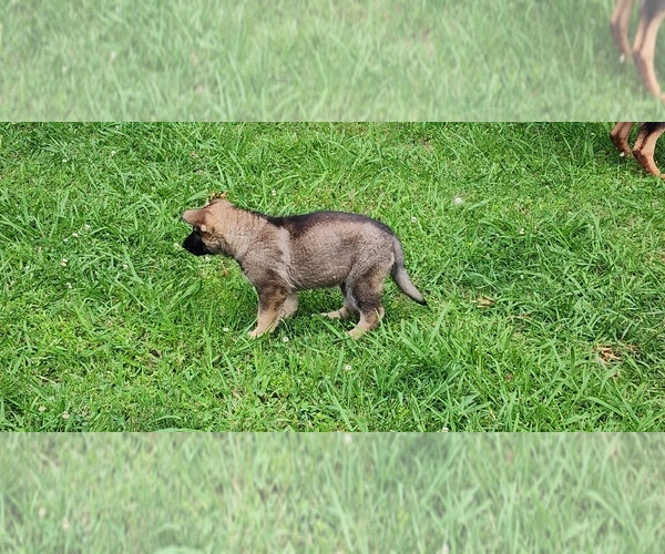 Medium Photo #37  Breeder Profile in HUMBOLDT, TN, USA