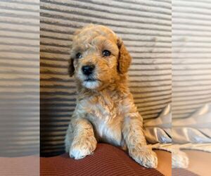 Pyredoodle (Toy) Dog Breeder near MIAMI, FL, USA