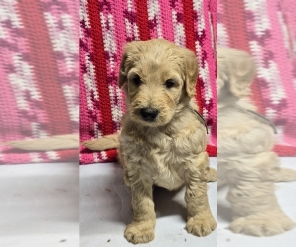 Medium Photo #5  Breeder Profile in BATTLE GROUND, WA, USA