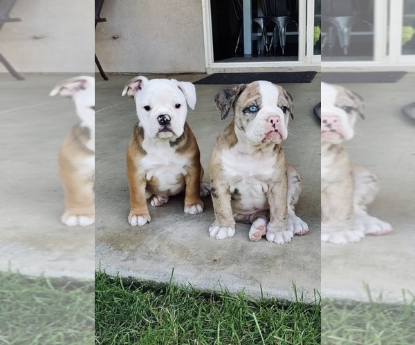 Medium Photo #1  Breeder Profile in BAKERSFIELD, CA, USA