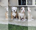 Small breeder photo