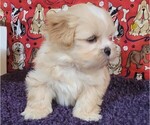 Small breeder photo