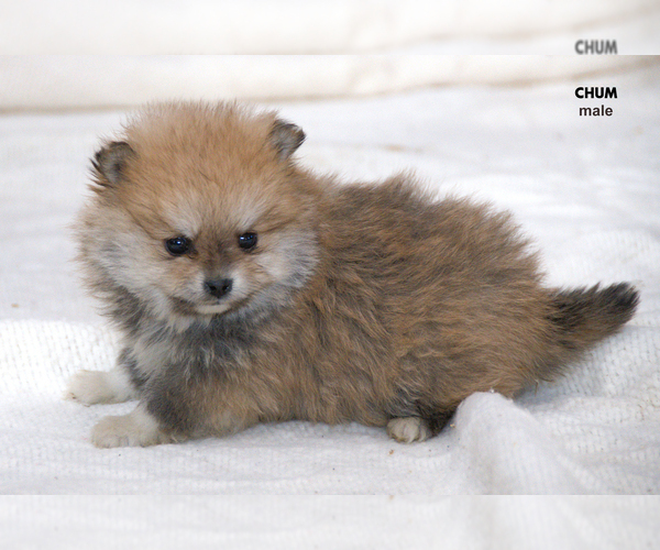 Medium Photo #8  Breeder Profile in CLARE, MI, USA