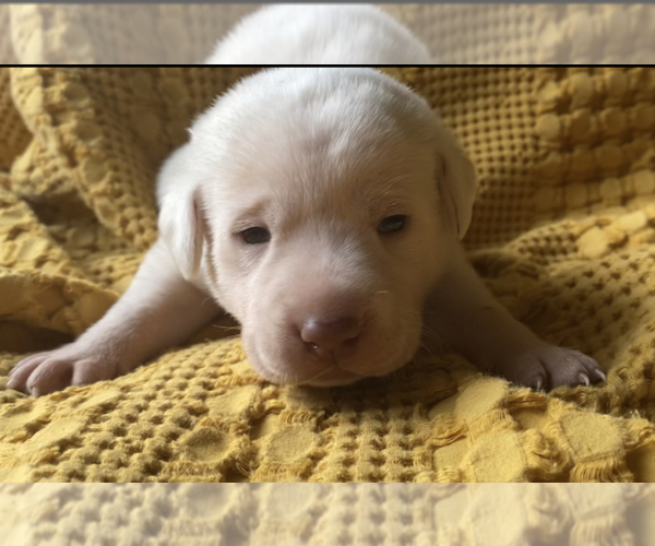 Medium Photo #4  Breeder Profile in CHARLOTTE, NC, USA