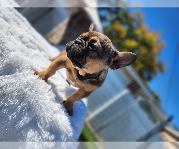Medium Photo #11  Breeder Profile in EVERGREEN PARK, IL, USA
