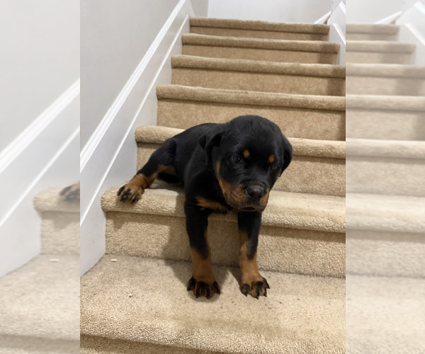 Medium Photo #2  Breeder Profile in LITHONIA, GA, USA