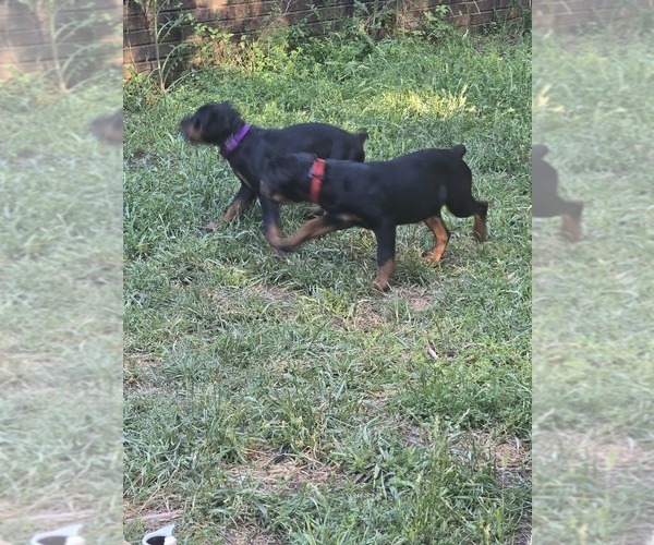 Medium Photo #5  Breeder Profile in BAHAMA, NC, USA