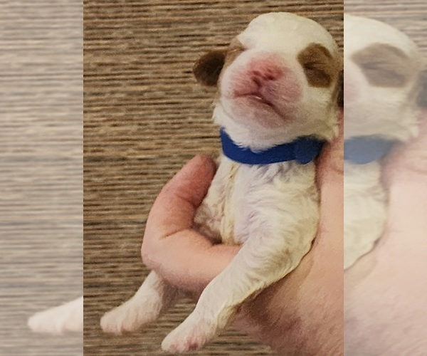 Medium Photo #7  Breeder Profile in SAN TAN VALLEY, AZ, USA