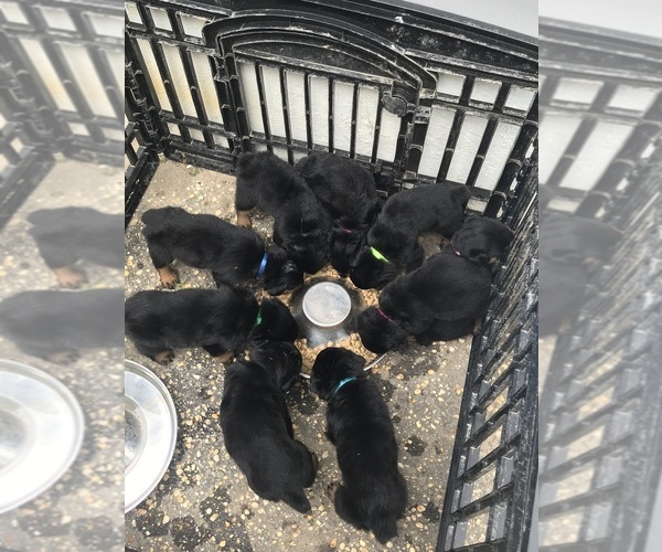 Medium Photo #20  Breeder Profile in TOMS RIVER, NJ, USA