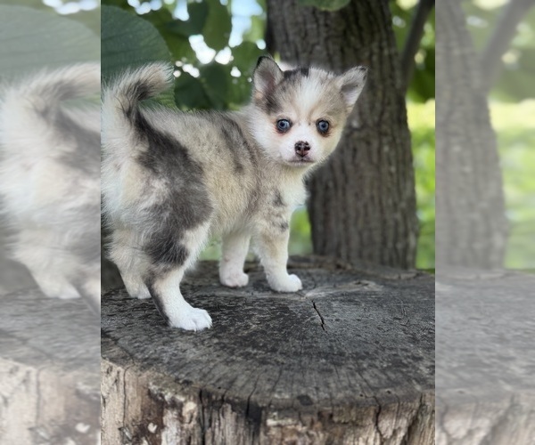 Medium Photo #10  Breeder Profile in STAPLES, MN, USA