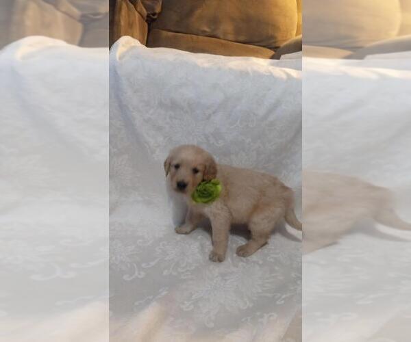 Medium Photo #15  Breeder Profile in BROOKSVILLE, KY, USA