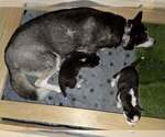 Small #37 Breeder Profile image