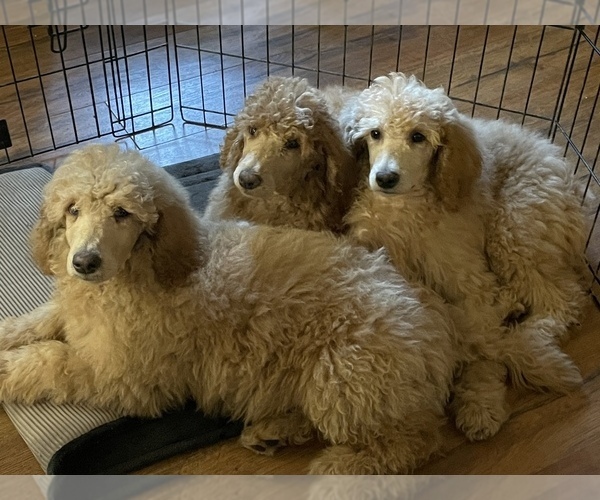 Medium Photo #1  Breeder Profile in CONCORD, VA, USA
