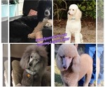 Small #12 Breeder Profile image