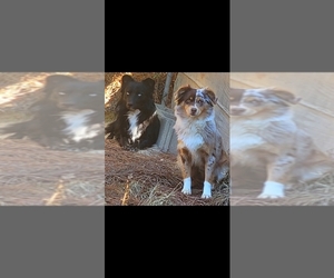 Dachshund Dog Breeder near CHICKAMAUGA, GA, USA