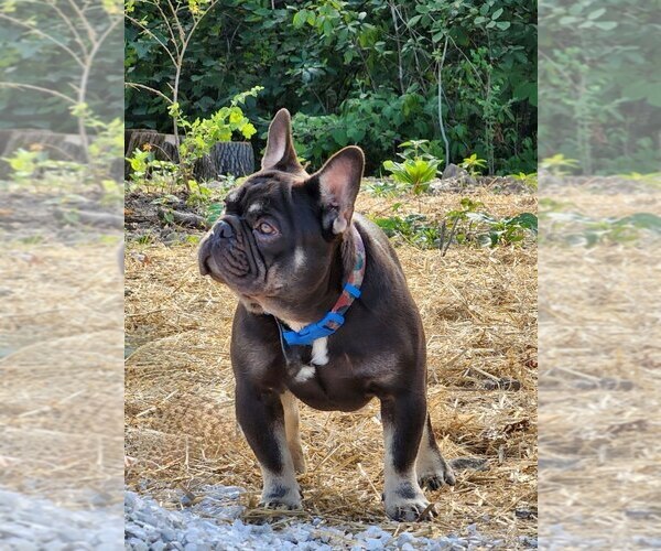 Medium Photo #1  Breeder Profile in BELLA VISTA, AR, USA