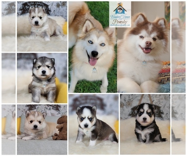 Medium Photo #45  Breeder Profile in BURNS TOWNSHIP, MN, USA