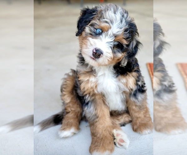 Medium Photo #83  Breeder Profile in BAKERSFIELD, CA, USA