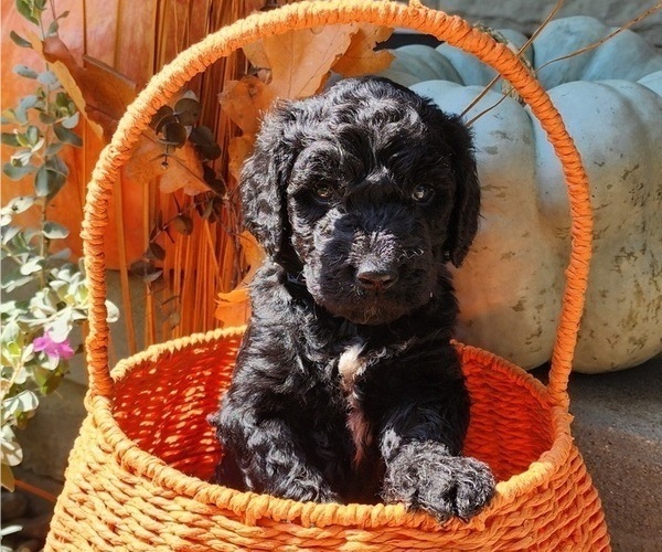 Medium Photo #16  Breeder Profile in WACO, TX, USA