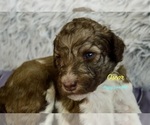 Small #9 Breeder Profile image