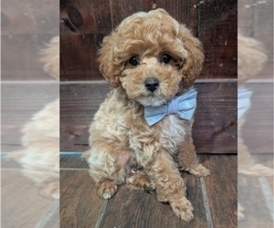 Medium Breeder Profile Photo