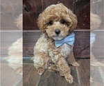 Small breeder photo