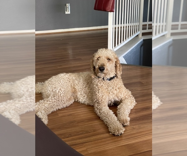 Medium Photo #2  Breeder Profile in LOS LUNAS, NM, USA