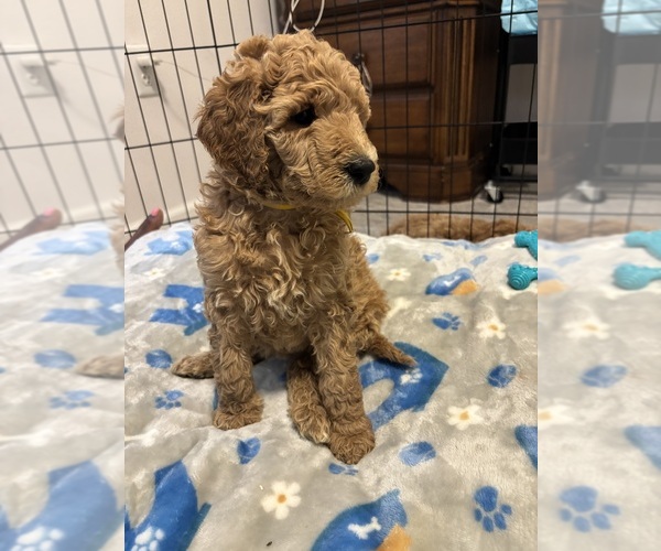 Medium Photo #7  Breeder Profile in CEDAR RAPIDS, IA, USA
