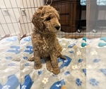 Small #6 Breeder Profile image