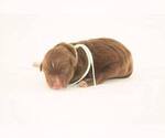 Small #10 Breeder Profile image