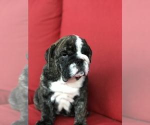 Main photo of English Bulldogge Dog Breeder near STUART, FL, USA