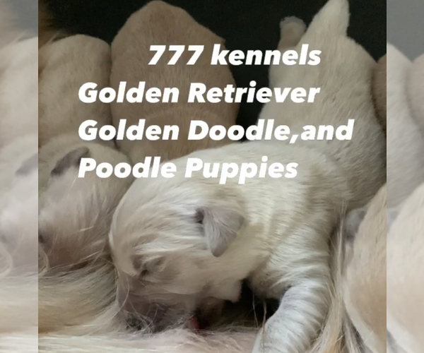 Medium Photo #1  Breeder Profile in LAKE GEORGE, NY, USA