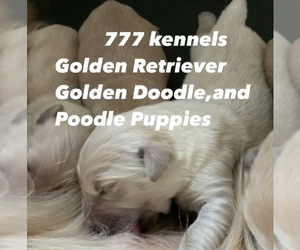 Golden Retriever Dog Breeder in LAKE GEORGE,  USA